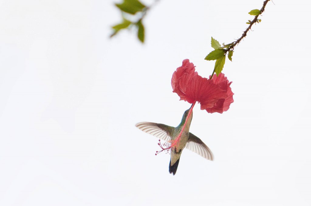 Der Kolibri (mAu - photocase)